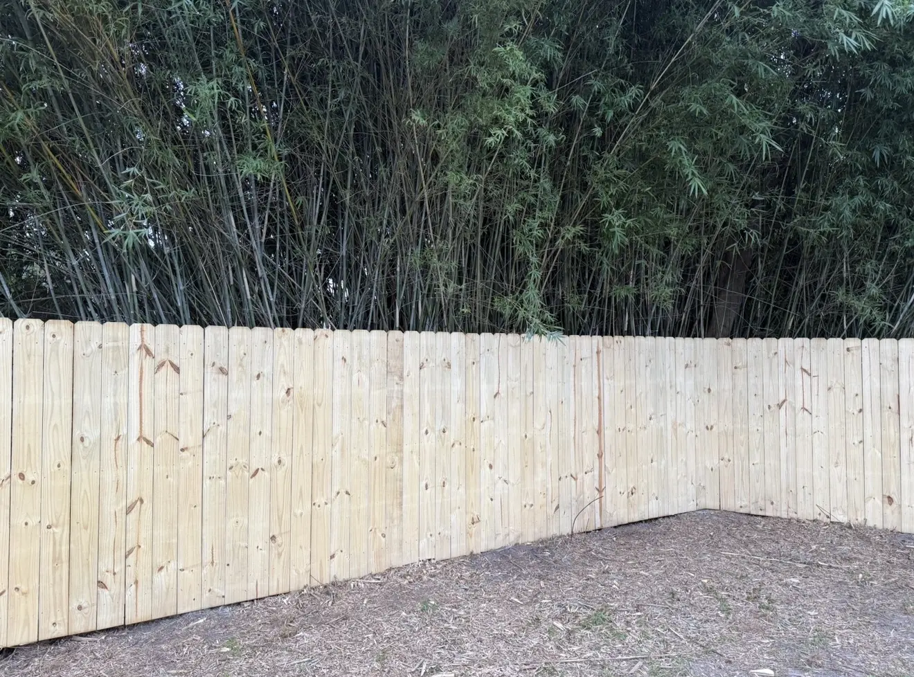 Solid pressure-treated stockade privacy fence installed along a bamboo property line